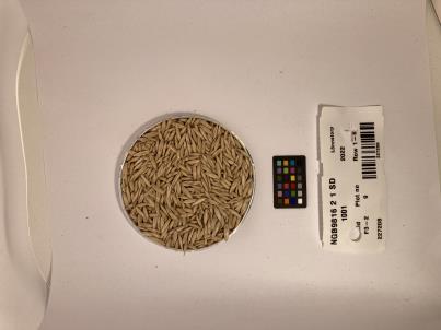 Click for 1 image(s) for this accession. SEED